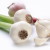 young garlic on a white background