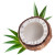 Coconut on a white background