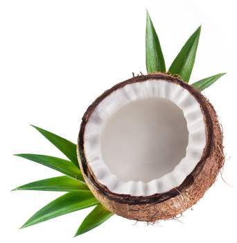 Coconut on a white background