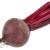 Image of beet on white background. The file contains a path to cut.