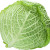Image of cabbage on white background. The file contains a path to cut.