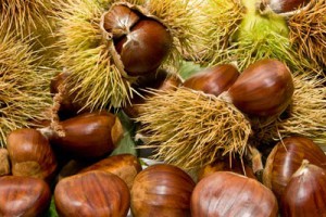 nueces